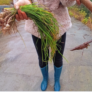 野菜小野蒜新鲜湖南野生小根蒜野葱特香葱小葱食用农产品包邮